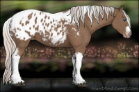 Horse Color:Silver Black Tobiano Frame Appaloosa Rabicano 