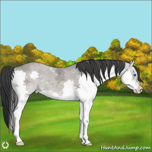 Horse Color:Grullo Ice Splash 