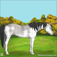 Horse Color:Grullo Ice Splash 