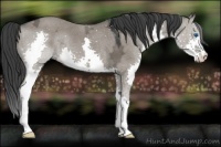 Horse Color:Grullo Ice Splash 