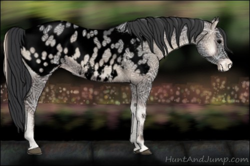 Horse Color:Void Blue Onyx Ice Sabino Appaloosa 