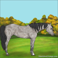 Horse Color:Grullo Ice 