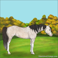 Horse Color:Bay Ice Dun Sabino Splash