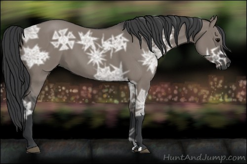 Horse Color:Grullo Ice 
