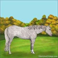 Horse Color:Silver Grullo Ice