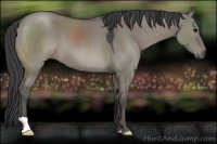 Horse Color:Grullo