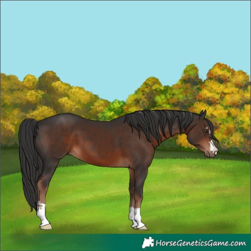 Horse Color:Liver Chestnut 