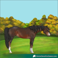 Horse Color:Liver Chestnut 