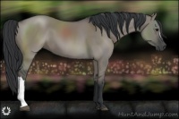 Horse Color:Grullo 