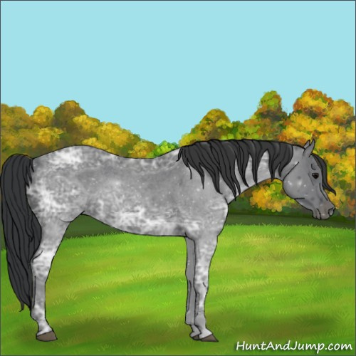 Horse Color:Blue Ice Roan Rabicano 