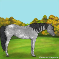 Horse Color:Blue Ice Roan Rabicano 