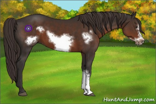 Horse Color:Liver Chestnut Frame