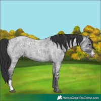 Horse Color:Blue Ice Roan Sabino