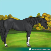 Horse Color:Black Tobiano 