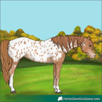 Horse Color:Chestnut Tobiano Appaloosa 