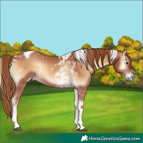 Horse Color:Red Onyx Tobiano