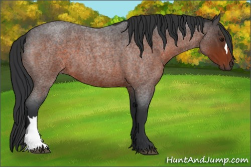 Horse Color:Brown Roan 