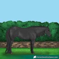 Horse Color:Black 