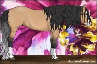 Horse Color:Bay Dun Splash 