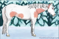 Horse Color:Plaid  Chocolate Palomino Chinchilla Splash Tobiano 