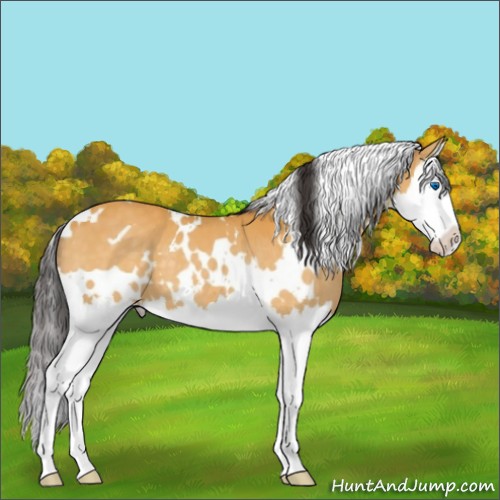 Horse Color:White Spotted Buckskin Splash