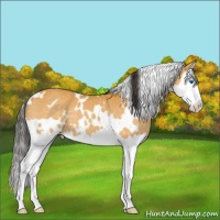 Horse Color:White Spotted Buckskin Splash