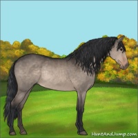 Horse Color:Brown Dun Rabicano 