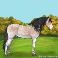 Horse Color:White Spotted Bay Ice Roan Rabicano 