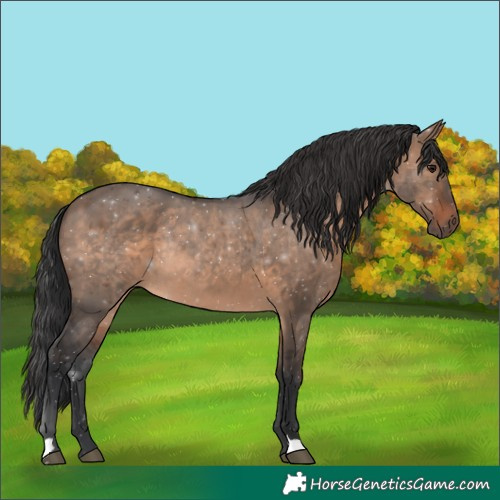 Horse Color:Brown Dun Rabicano