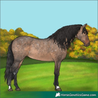 Horse Color:Brown Dun Rabicano 