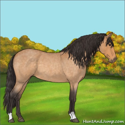 Horse Color:Buckskin Roan 