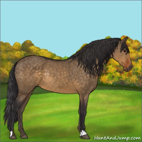 Horse Color:Buckskin Dun Rabicano