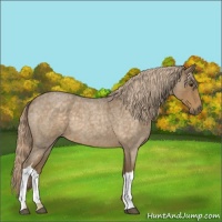 Horse Color:Chocolate Palomino Roan