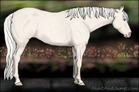 Horse Color:Cremello Roan 