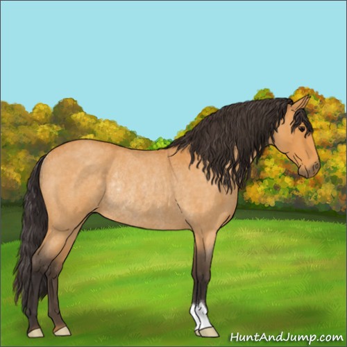 Horse Color:Buckskin Roan Rabicano 