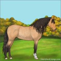 Horse Color:Buckskin Roan Rabicano 