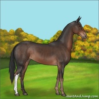 Horse Color:Liver Chestnut 