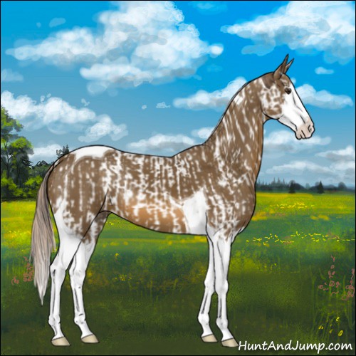 Horse Color:Liver Chestnut Splash Tobiano and Chocolate Palomino Splash Tobiano