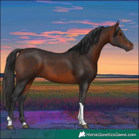 Horse Color:Brown Tobiano 