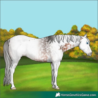 Horse Color:Bay Splash Tobiano  and Gray Bay Splash Tobiano 