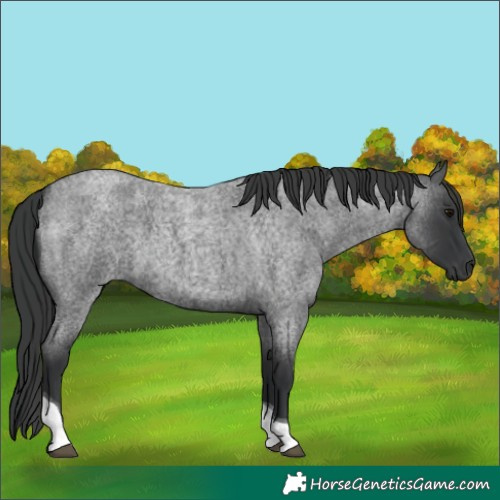Horse Color:Blue Roan Tobiano 