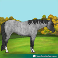 Horse Color:Blue Roan Tobiano 
