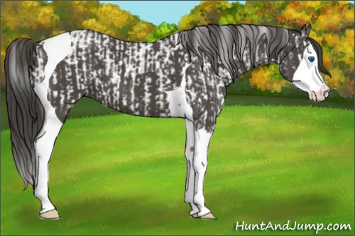 Horse Color:Black Splash Tobiano  and Smoky Black Splash Tobiano 