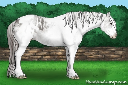 Horse Color:White Spotted Grullo Tobiano Blanket 