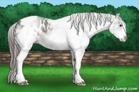 Horse Color:White Spotted Grullo Tobiano Blanket 