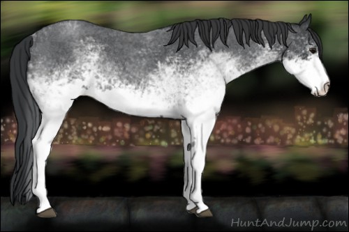 Horse Color:White Spotted Blue Roan 