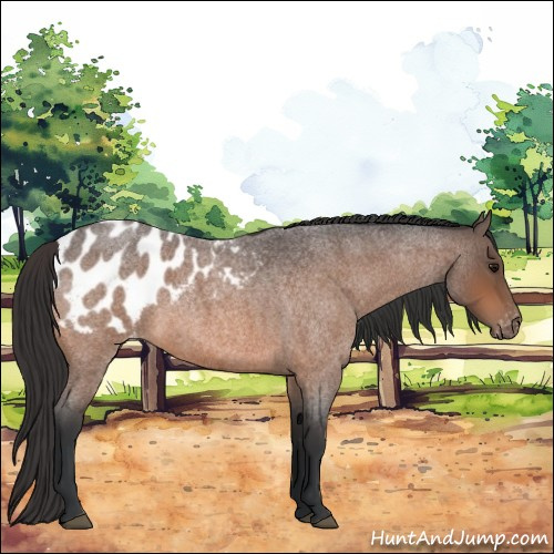 Horse Color:Bay Roan Blanket