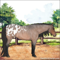 Horse Color:Bay Roan Blanket