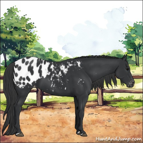 Horse Color:Black Appaloosa 