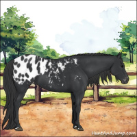 Horse Color:Black Appaloosa 